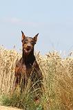 DOBERMANN 1027